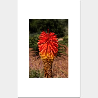 Red desert flower Posters and Art